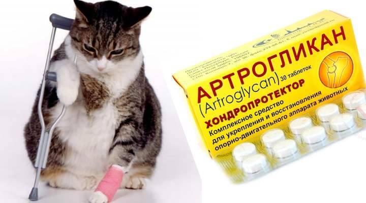 Артрогликан для кошек - инструкция по применению, состав и дозировка - kotiko.ru