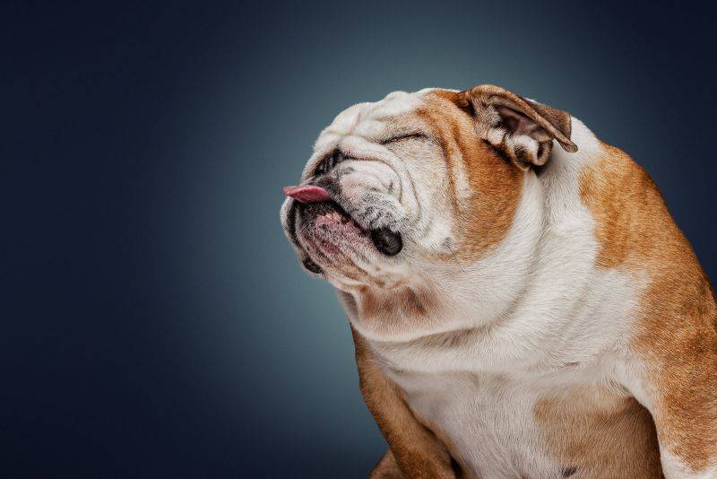 Топ 10 самых умных пород собак в мире - рейтинг