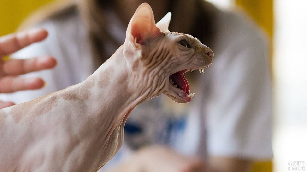 Сфинксы – многообразие лысых кошек
