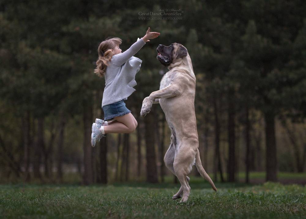 Как самостоятельно научить собаку не прыгать на встретившихся людей от радости