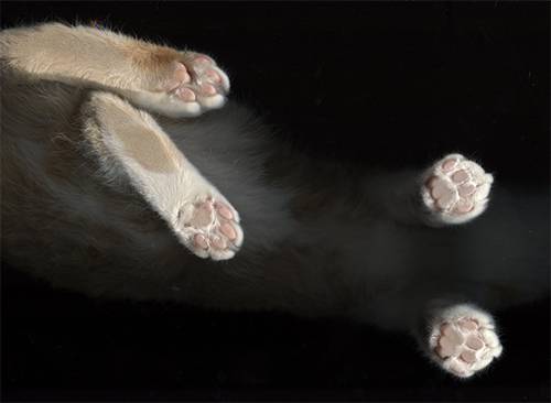 Лапа кота, строение кошачьих ног: сколько когтей у кошки, как устроены передние и задние лапки?