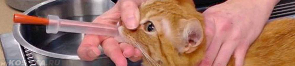 Кальцивироз у кошки: причины, симптоматика, лечение | блог ветклиники "беланта"