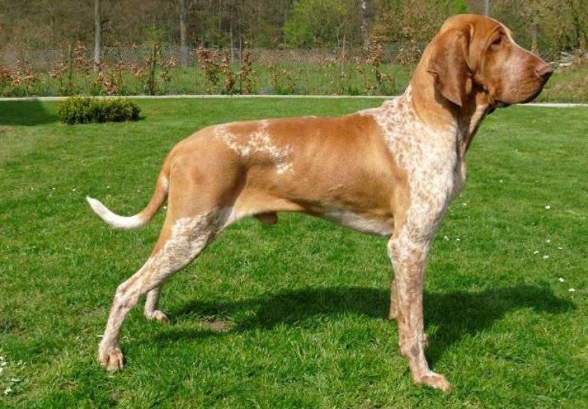 Итальянская легавая: описание породы собак