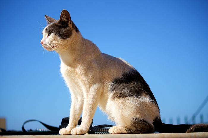 Описание эгейской кошки