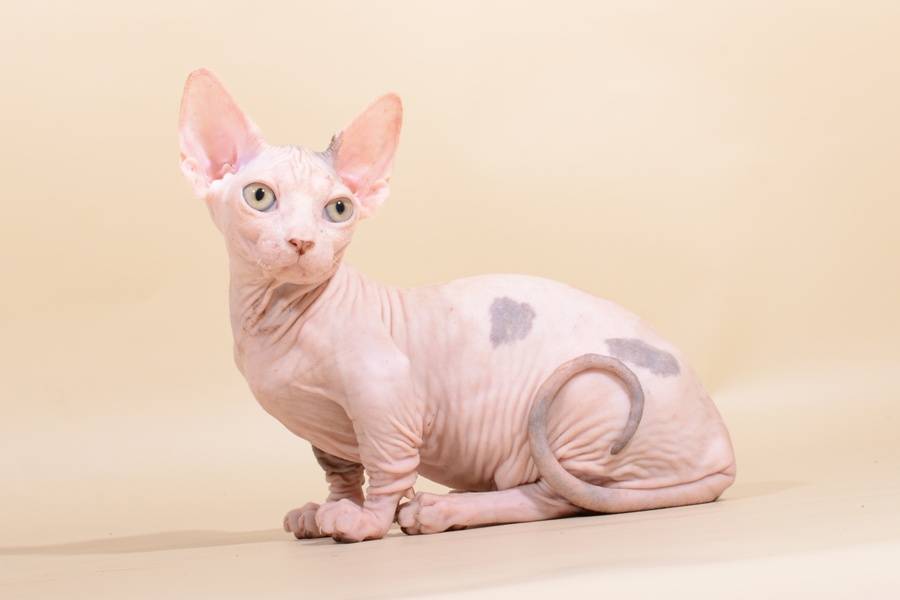 Бамбино: все о кошке, фото, описание породы, характер, цена