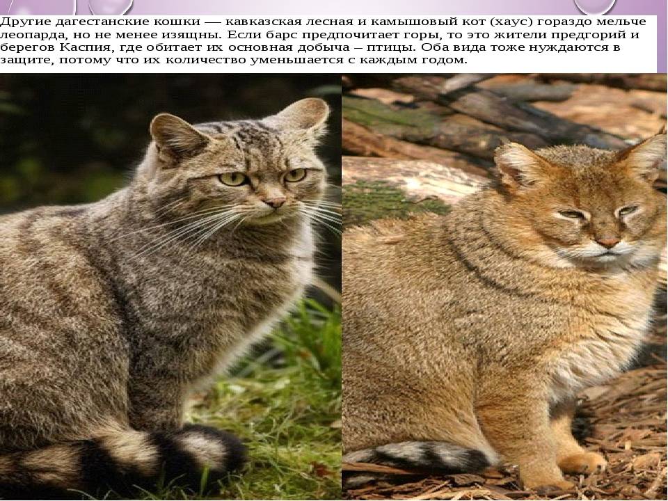 Дикий лесной кот: особенности одинокого хищника