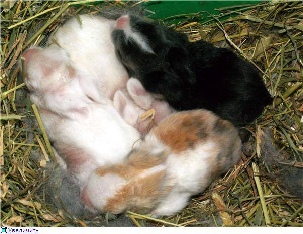 Новорожденные крольчата
