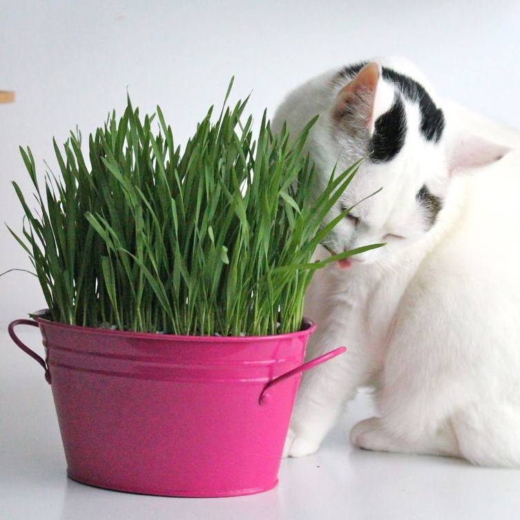 Трава для кошек: нужно ли кошке есть траву и с какого возраста начать давать?