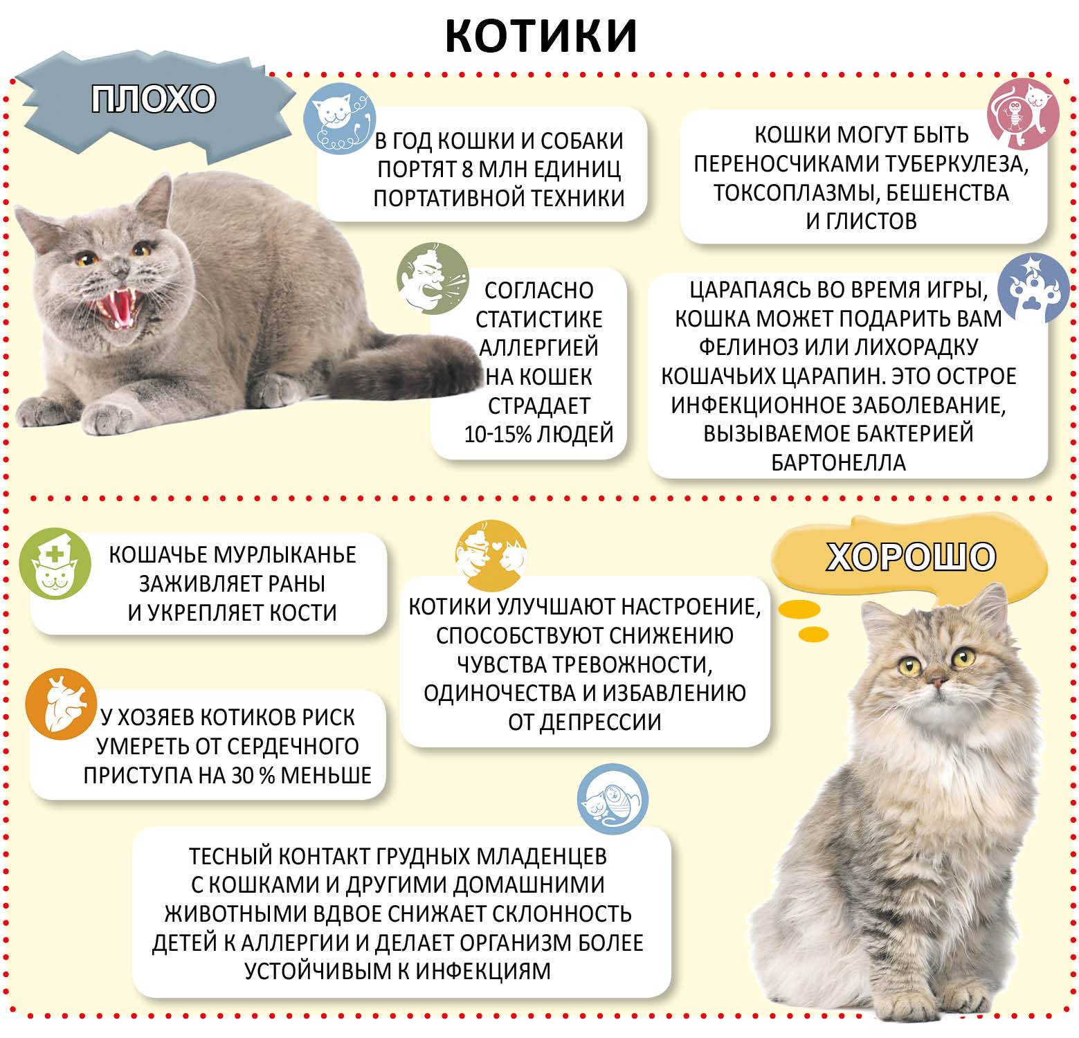 Кот рычит и шипит – причины и лечение