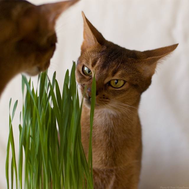 Почему и зачем кошки едят траву?
