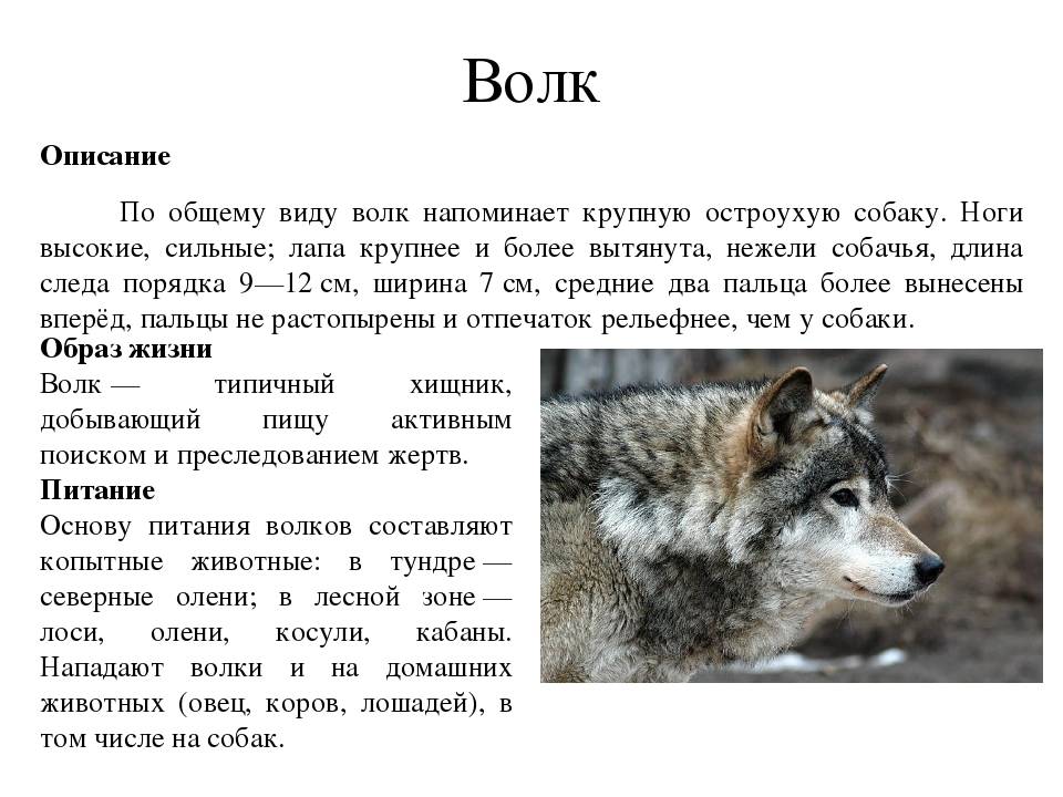 Волки характеристика описание