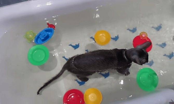 Почему кошки боятся воды и не любят купаться