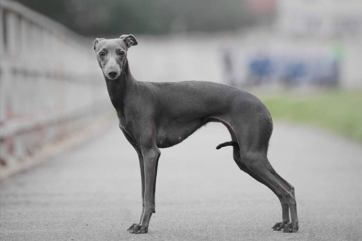 Левретки (62 фото): описание породы собак, особенности характера итальянских борзых, советы по выбору одежды для владельцев щенков