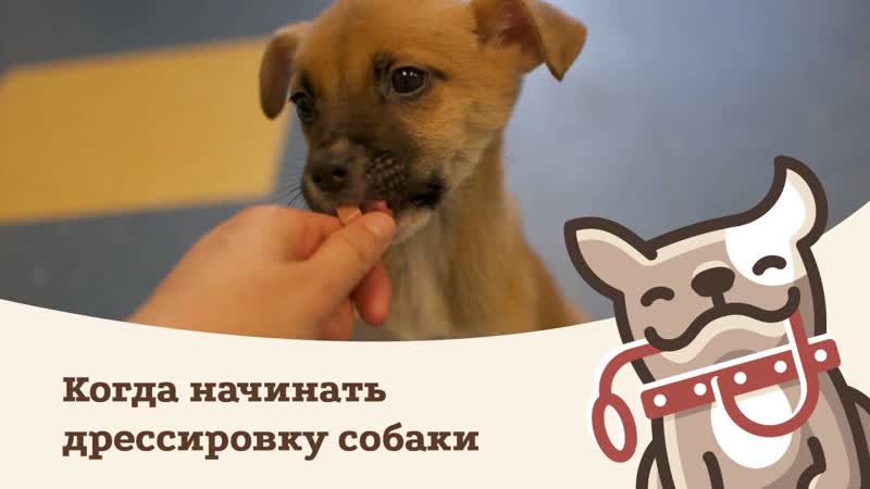 Как научить собаку команде ко мне. быстрое обучение и выполнение команды ко мне - dogtricks.ru
