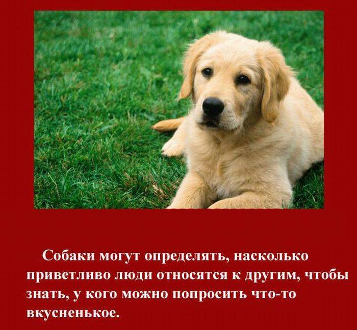 Самые лучшие породы собак для детей – топ-10 с фото и описанием
