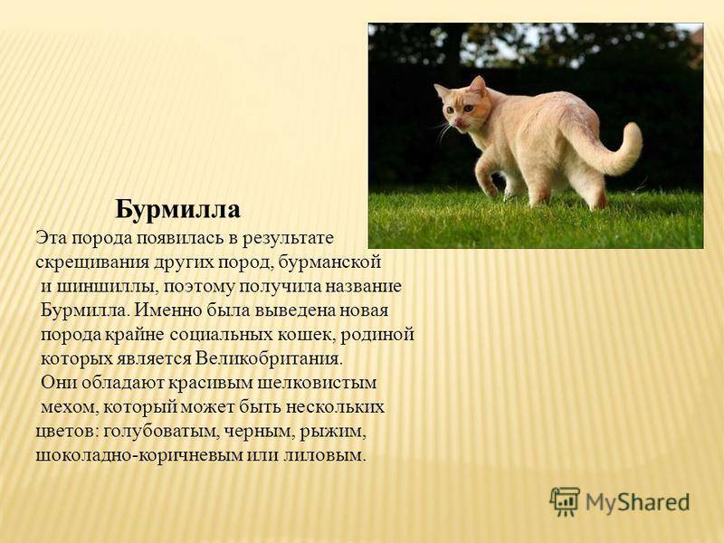 Кошка бурмилла: описание породы и характера