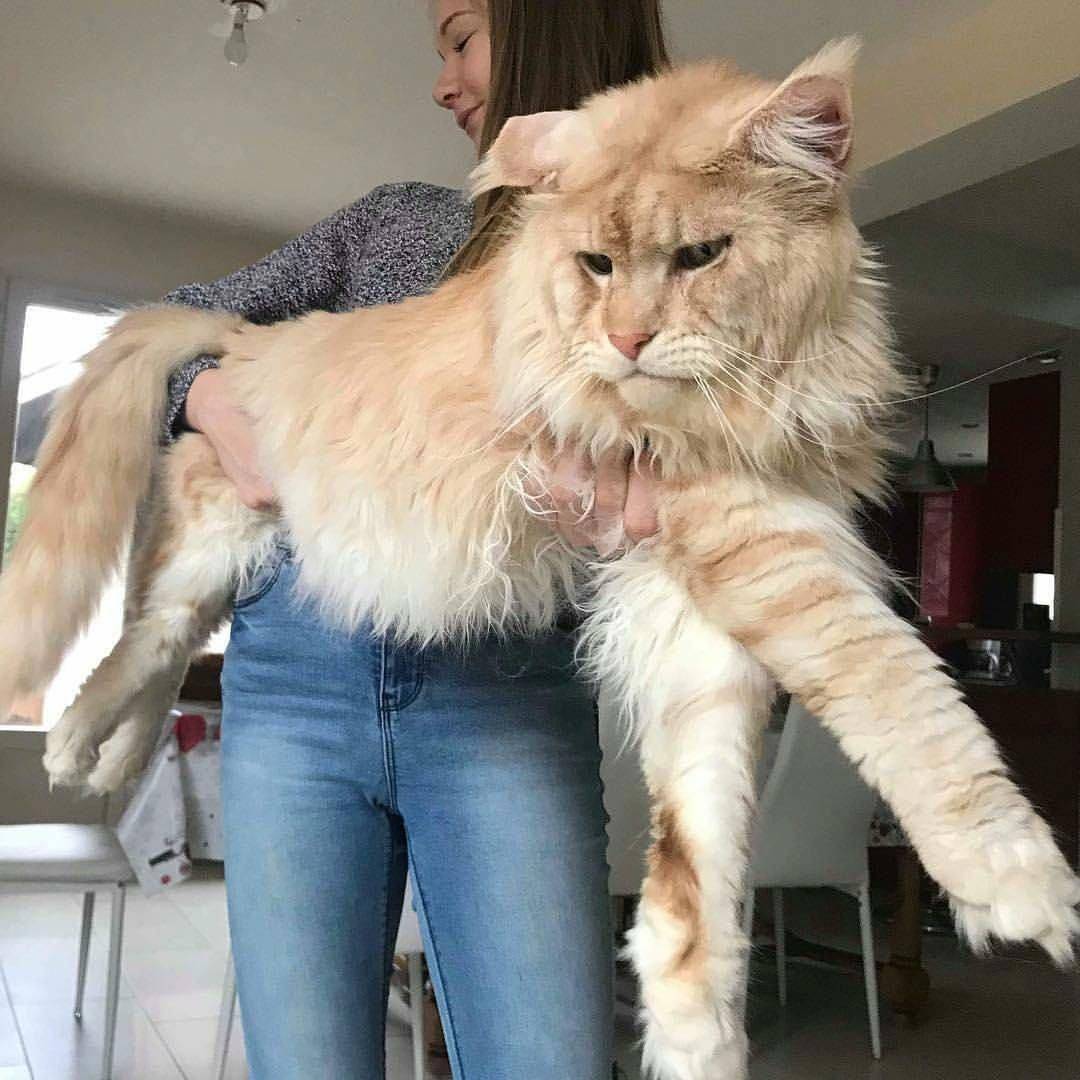 Самые большие кошки