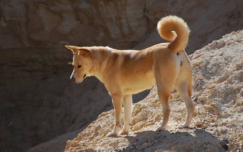 Ханаанская собака (27 фото): описание породы, белый и другие окрасы, содержание и уход