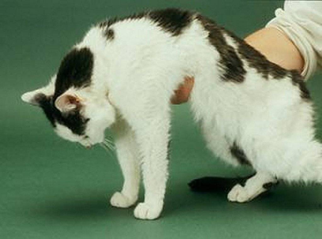 Заболевания почек у кошек и собак — симптомы и лечение