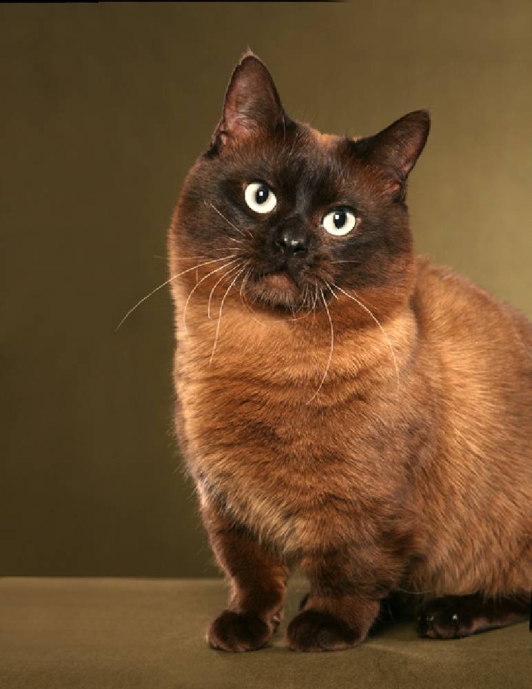 Кошки породы манчкин (фото): коротколапые обаятельные друзья