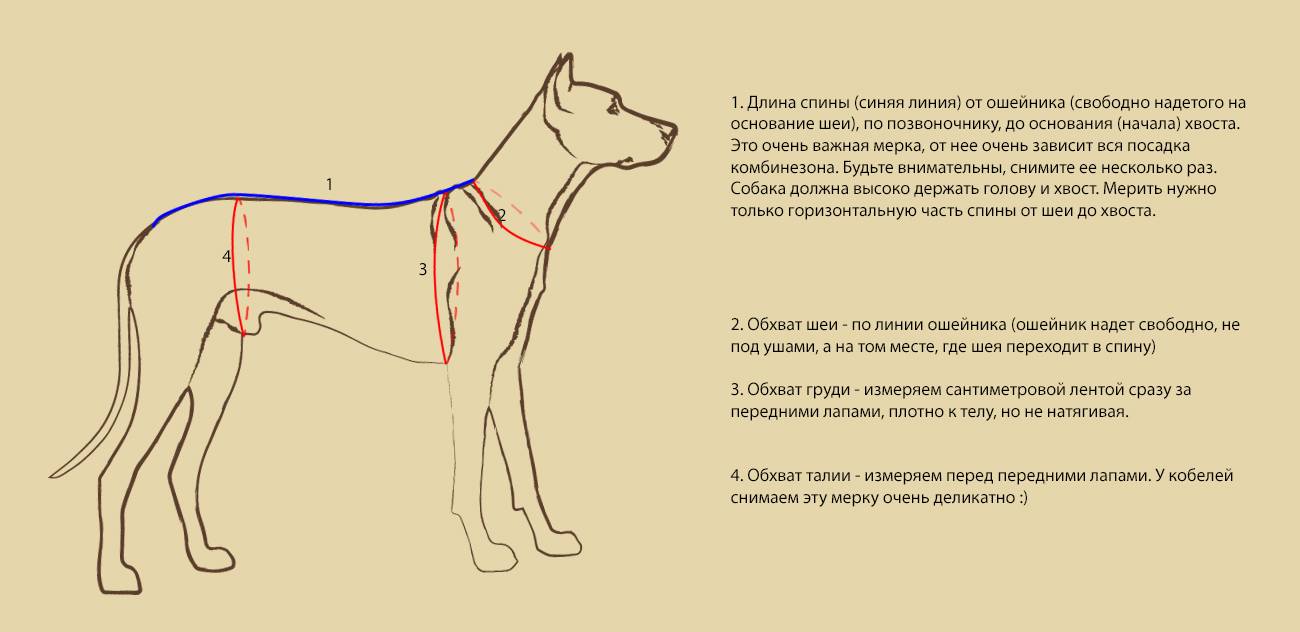 Как понять, где холка у собаки, чтобы сделать инъекцию