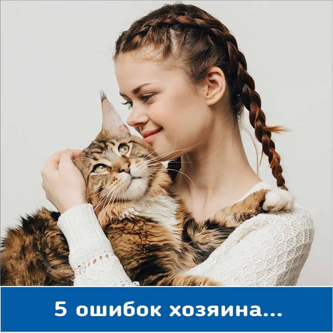 Коты, спасшие жизнь своим хозяевам - gafki.ru