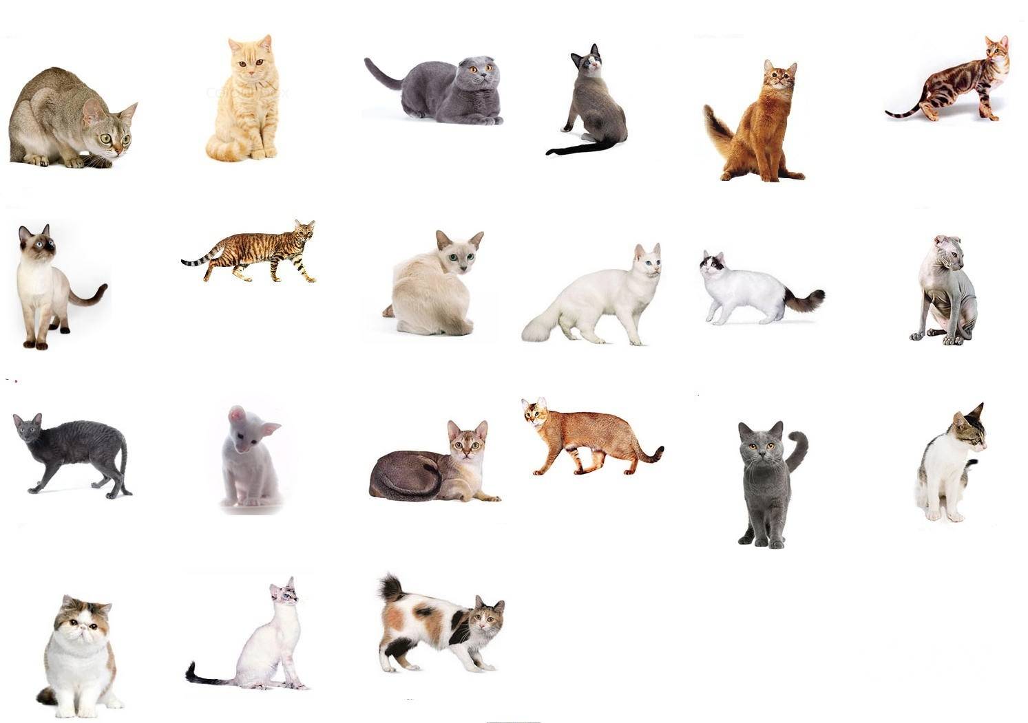 Какие породы кошек бывают: название редких котов, классификация по длине и типу шерсти, окрасу, виду ушей и хвоста, фотографии