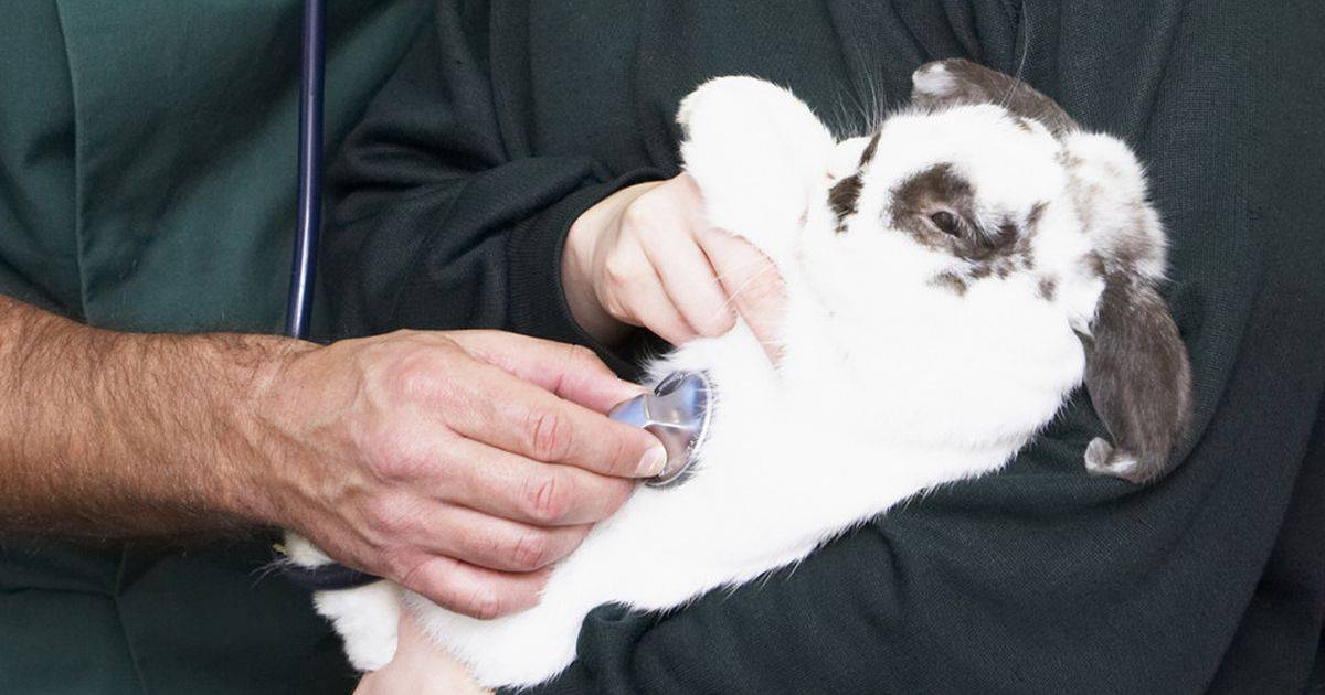 Понос у кролика: чем лечить в домашних условиях, что делать, причины