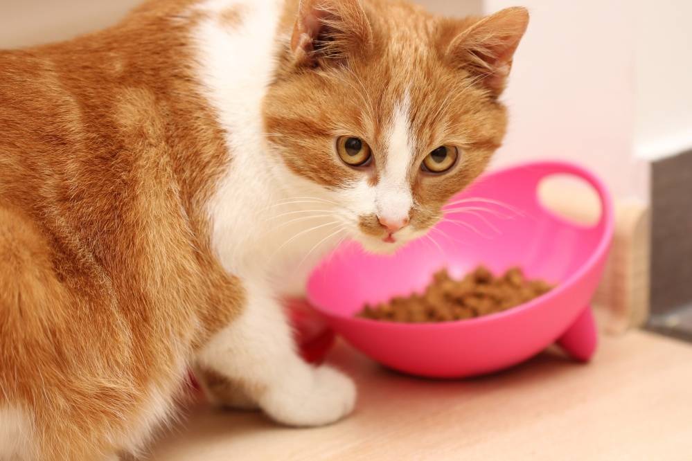 Как заставить кота есть, чем кормить кошку, если она ничего не хочет кушать?