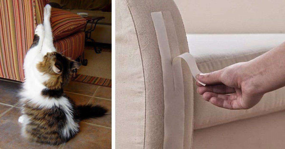 Как отучить кошку драть обои и мебель? лайфхаки от эксперта