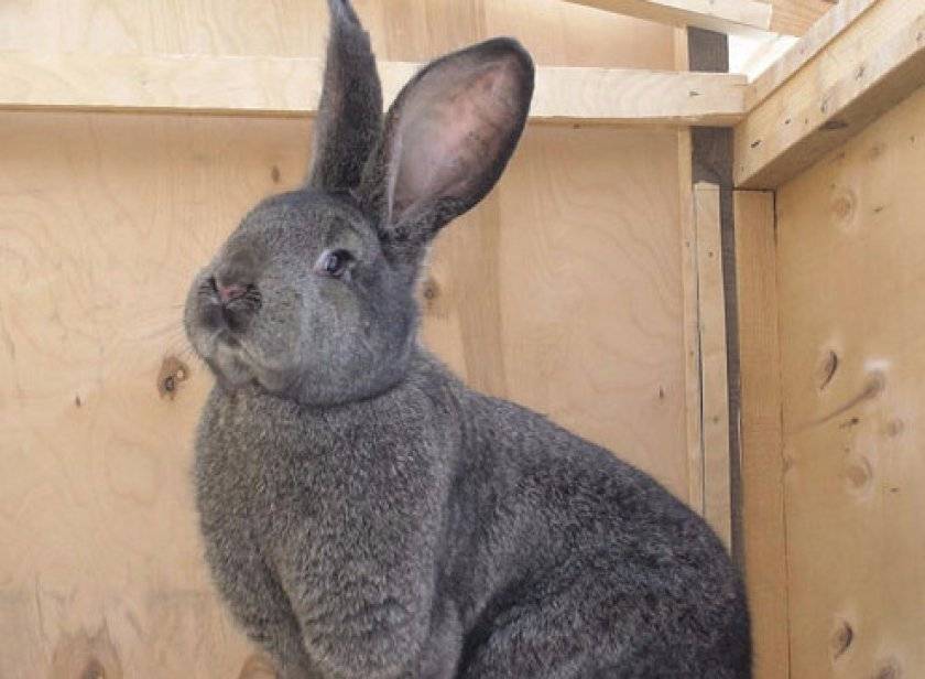 Кролик породы фландр. описание, особенности, уход и содержание