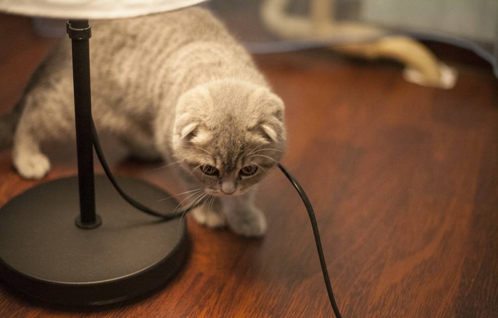 Почему кошка грызет провода: что делать
почему кошка грызет провода: что делать