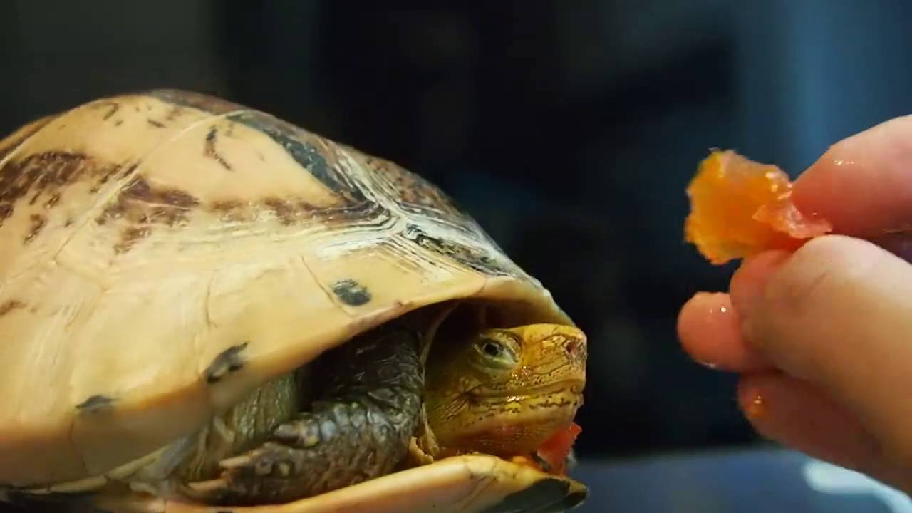 Красноухие черепахи в домашних условиях