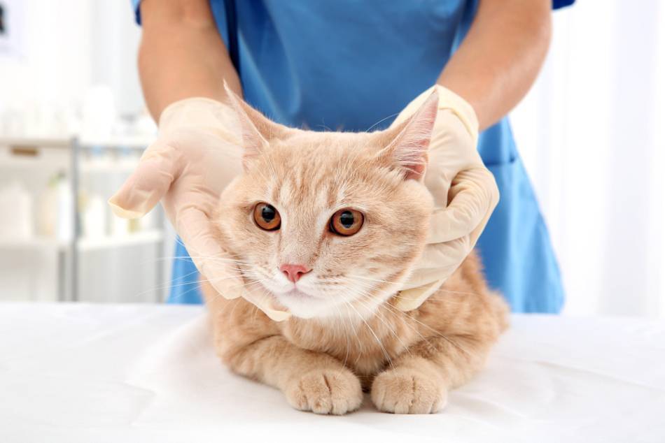 Респираторные болезни кошек