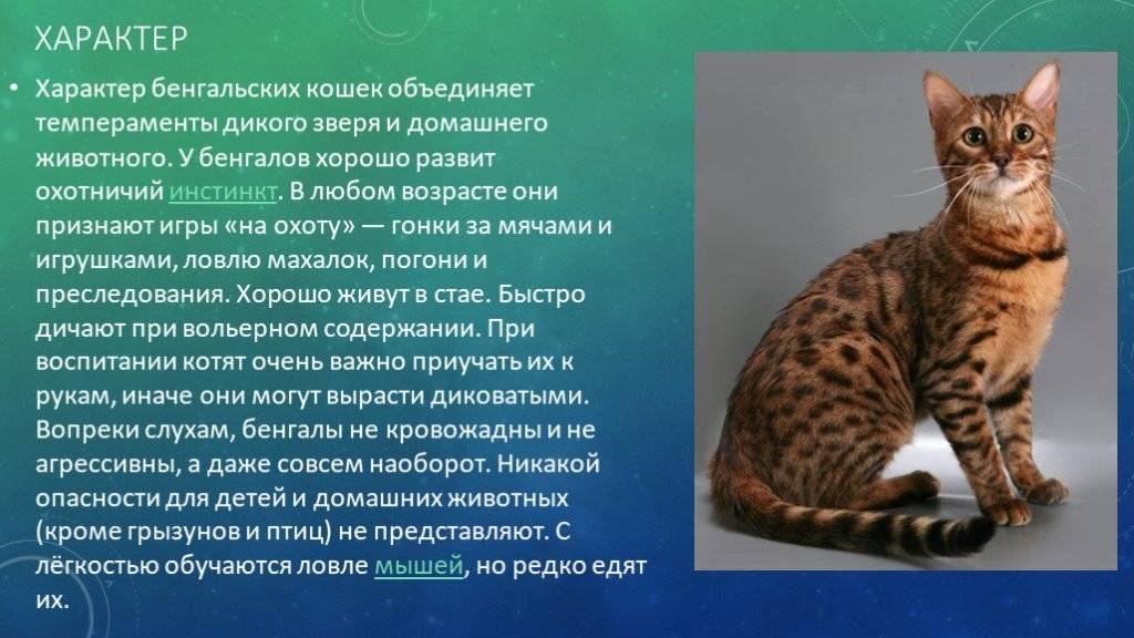 Кошки породы серенгети: описание, характер, советы по содержанию и уходу, фото