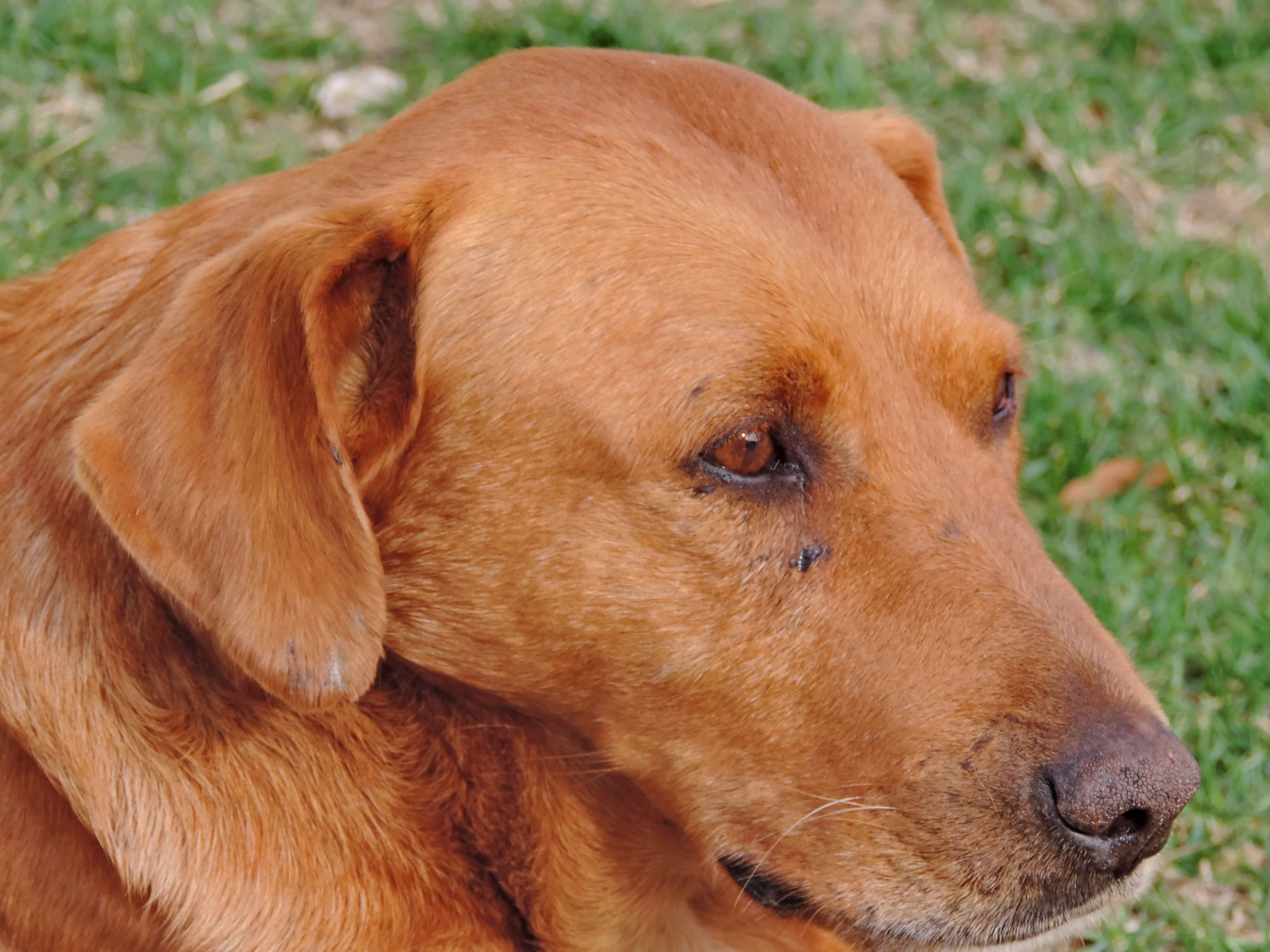 Brown dog. Светло коричневая собака. Светлокоричневый собаки. Светло коричневая собака порода. Светло коричневый пес.