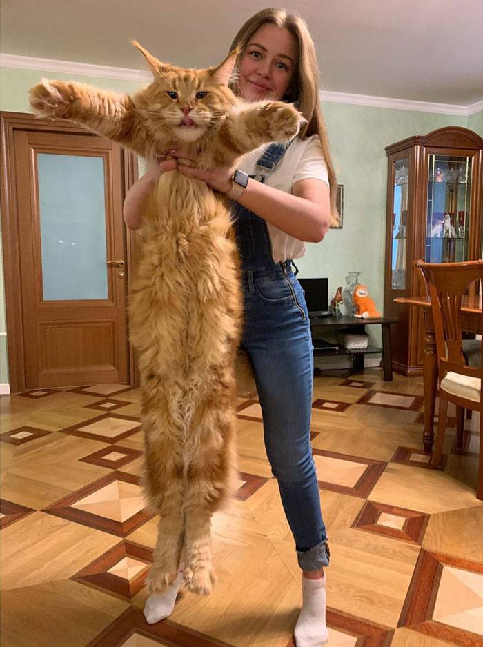 Самые крупные кошки