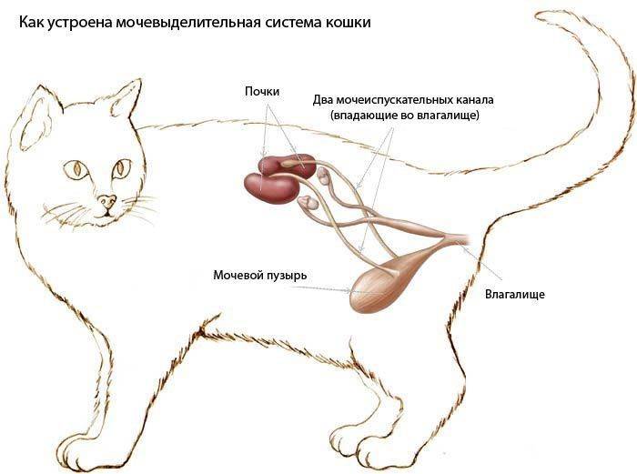 Почечная недостаточность у кошек: симптомы, лечение острой и хронической, причины, профилактика | zoosecrets