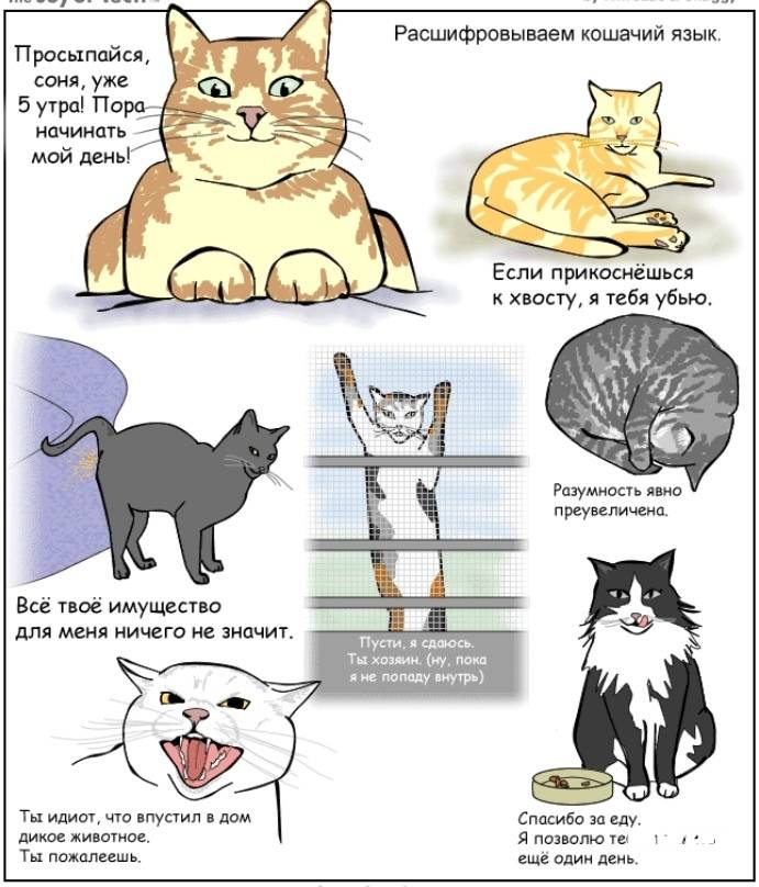 Как понять вашего котенка | хиллс