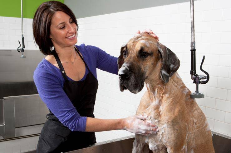 Что такое тримминг собак, зачем он нужен и можно ли выполнить в домашних условиях