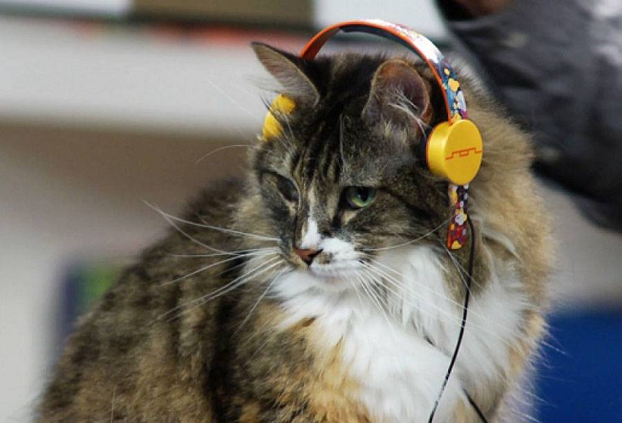 Музыка для котов и кошек: как успокоить или растревожить животное