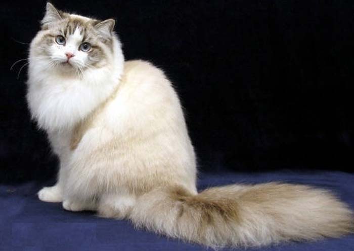 Рагамаффин — описание породы и характер кошки
