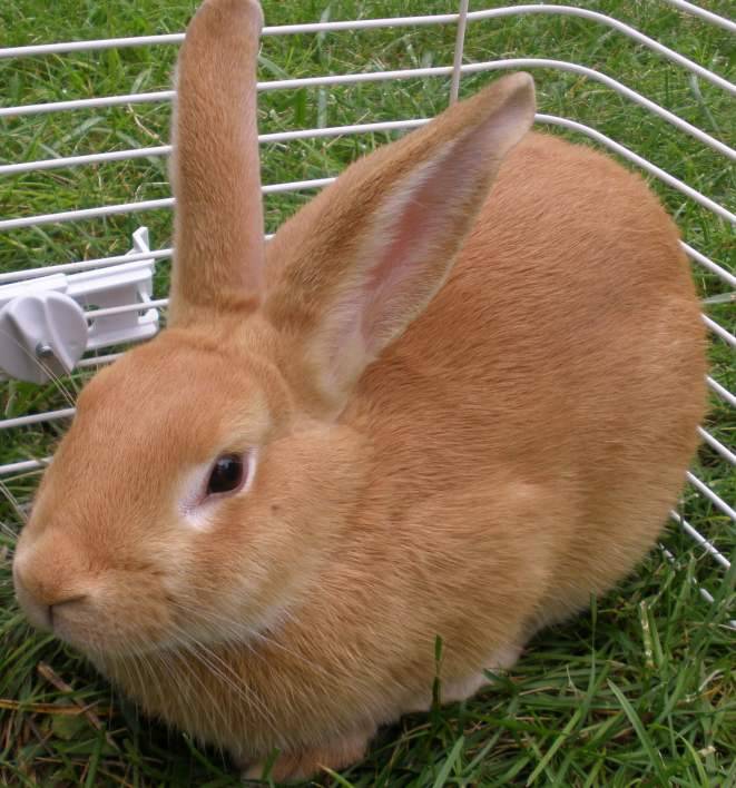 Породы кроликов: описание меховых и мясных домашних пород