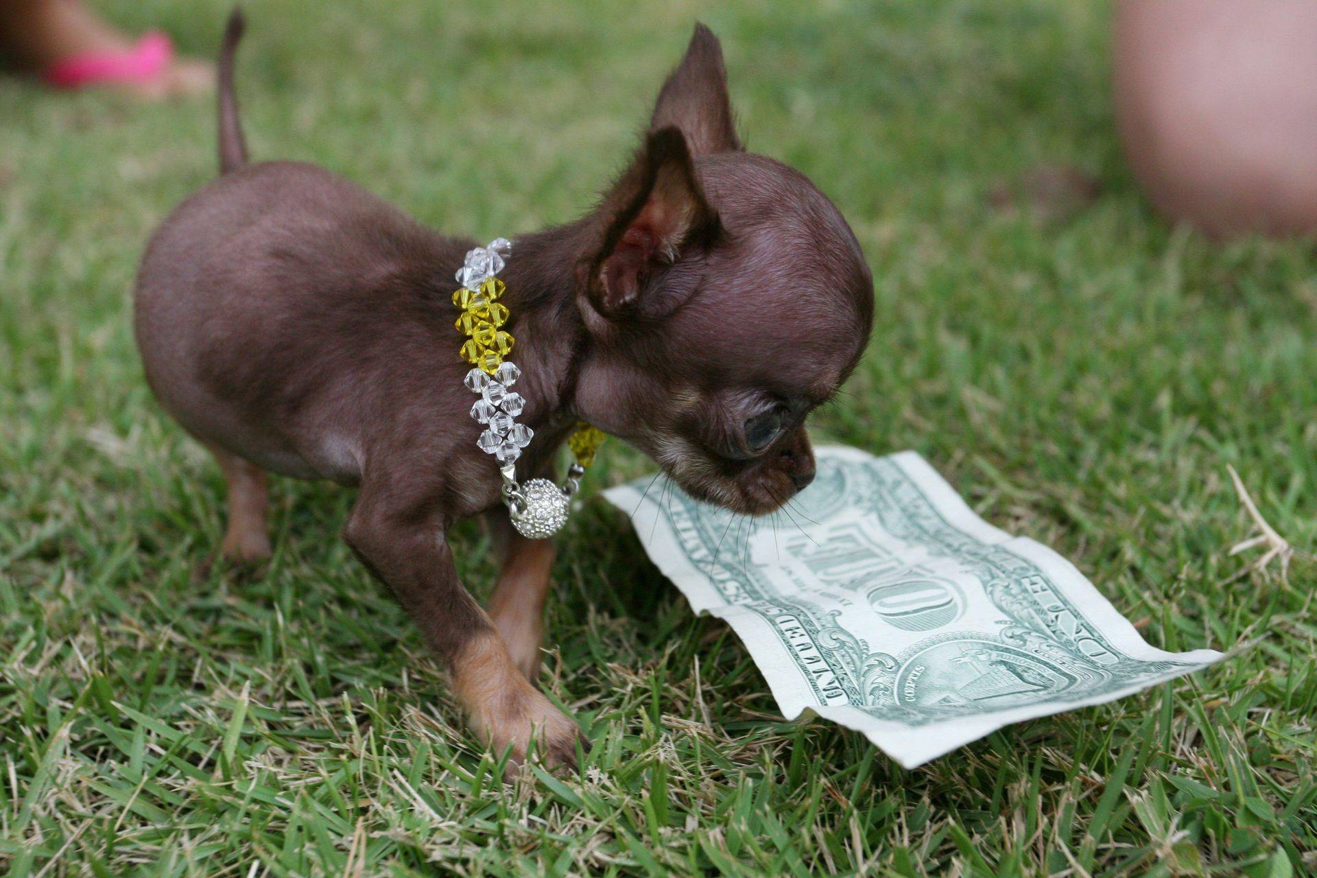 Собака туди — самая маленькая в мире: описание породы, цена и особенности маленьких собачек