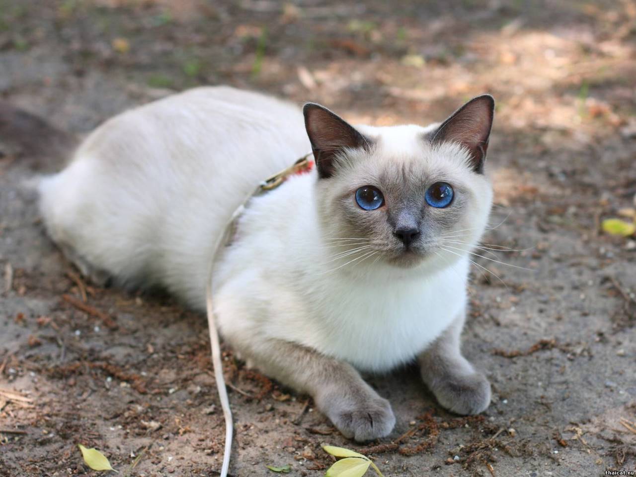 Тайская кошка. описание, особенности, уход и цена тайской кошки