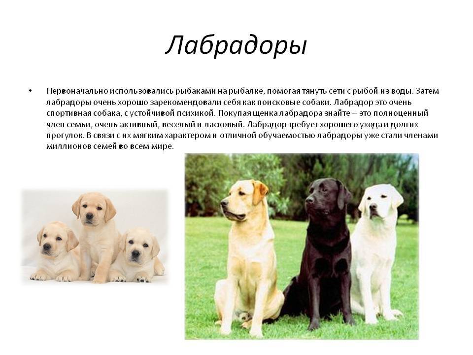 Лабрадор ретривер: описание породы и характер, особенности содержания и ухода, достоинства и недостатки собаки