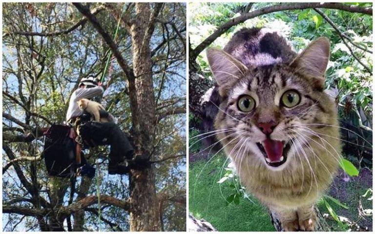 Как снять кошку с дерева: что делать, методы спасения
