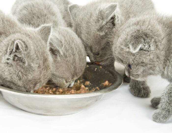 Как и чем кормить шотландского котенка правильно: корма, натуральный рацион