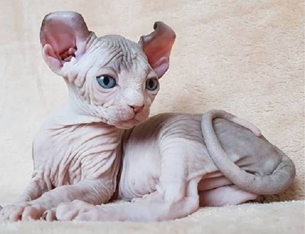 Бомбейская кошка — описание котов породы бомбей