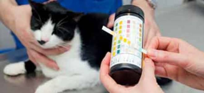 Вирусный иммунодефицит кошек (fiv или вик) - симптомы, лечение, прогноз. ветеринарная клиника "зоостатус"